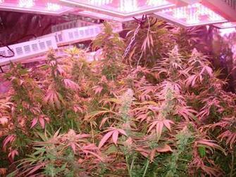 Led Grow Room
