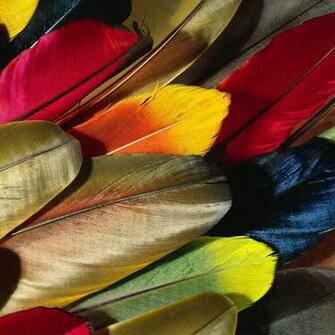 Parrot Feather Colorful iPad Air Wallpaper