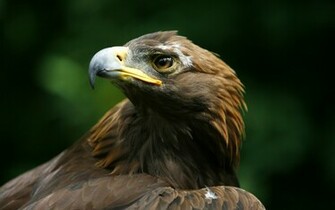 Golden Eagle Wallpaper