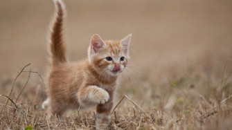 Cute Kitten Wallpaper
