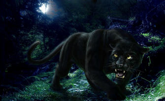 Panther HD Wallpaper Black Wild Animal