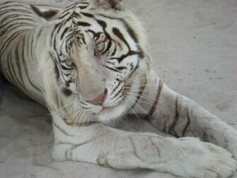 Beautiful Wallpaper White Bengal Tiger Pictures