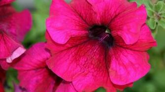Pink Flower Desktop Pc And Mac Wallpaper