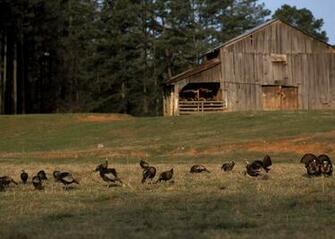 Flock Of Wild Turkey Hanging Around The Farm Photo By Tom Evans Nwtf