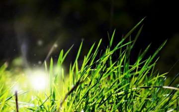Light Dark Grass HD Wallpaper
