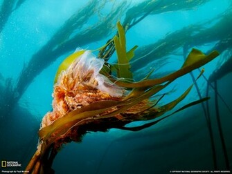 Wallpaper Most Famous National Geographic HD Part