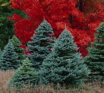 Michigan Spruce Wallpaper