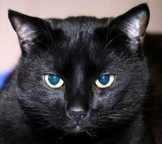 All Wallpaper Fat Black Cats