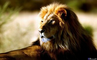 HD Lion Desktop Wallpaper