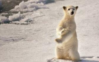 Baby Polar Bear Wallpaper