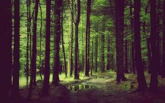 Spring Forest Jpg