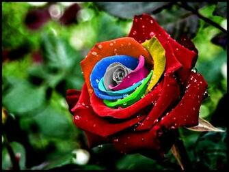 Wallpaper Rose