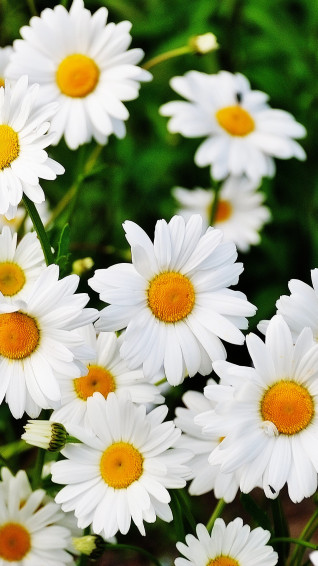 Daisy Flower Wallpaper