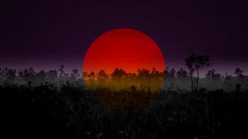 Bright Red Sun Over The Trees