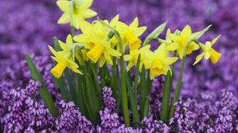 Daffodil Wallpaper Net