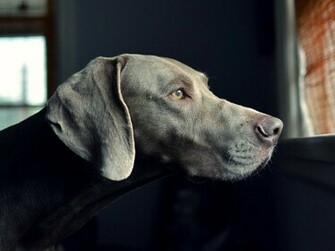 Weimaraner Breeders Ontario
