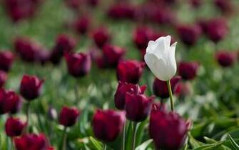 White And Red Tulips Wallpaper Image Pictures