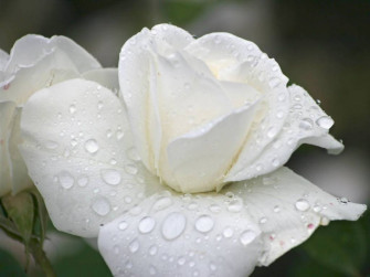 White Rose Wallpaper
