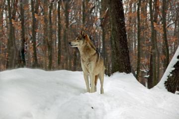 File Timber Wolf West Virginia Forestwander Jpg Wikimedia
