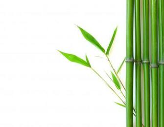 Bamboo Background Cliparts Clip Art