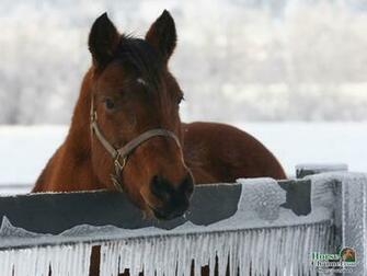 Winter Horse Desktop Wallpaper Quotes