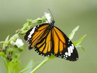 Desktop Wallpaper Beautiful Butterfly
