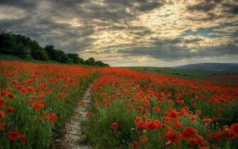 Poppy Fields X Close