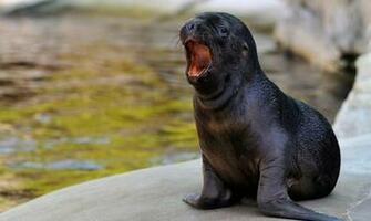 Sea Lion Wallpaper HD