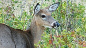 Beautiful Wallpaper Deer