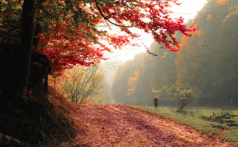 Autumn Tree Fall 4k Wallpaper HD Nature Image