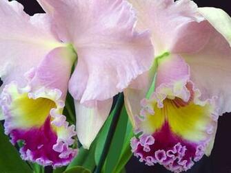 Nice Flower Background Wallpaper In Resolutions For Desktop