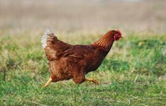Hen HD Wallpaper