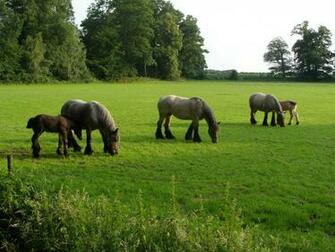 Horses In Spring Wallpaper