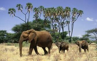 And Babies Strolling Through Safari Desktop Wallpaper
