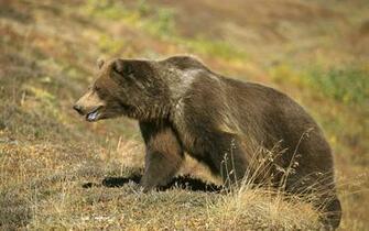 Grizzly Bear Wallpaper