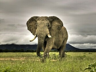 Wallpaper Elephant