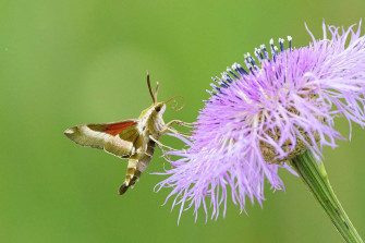 Sphinx Moths Look Like Hummingbirds Hovering In The Garden Wallpaper