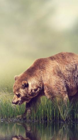 River Side Grass Fog Brown Bear iPhone 6s Plus