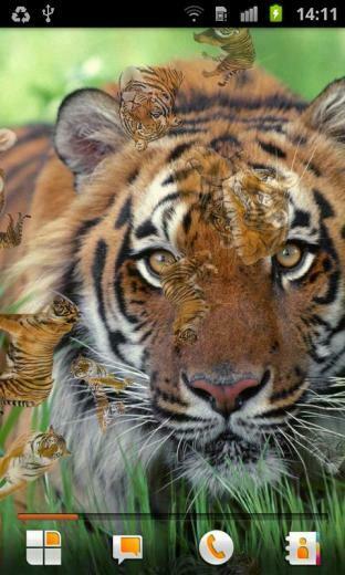 Tiger Live Wallpaper Android Apps On Google Play