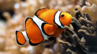 Clown Fish Pesce Pagliaccio Sfondo Desktop HD Wallpaper