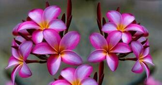 Pink Plumeria For My Friend Luna Desktop Background Wallpaper HD