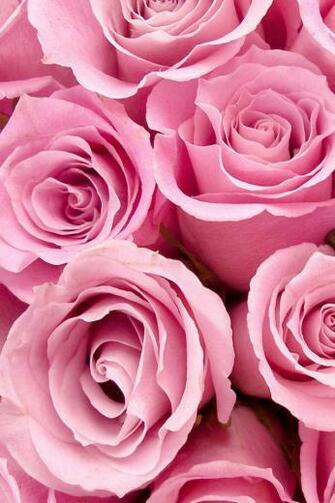 Pink Rose iPhone Wallpaper HD