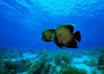 Ocean Life Wallpaper