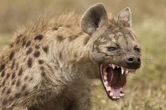 Hyena Wallpaper And Background Image Net