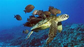 Wallpaper Green Turtles Desktop HD