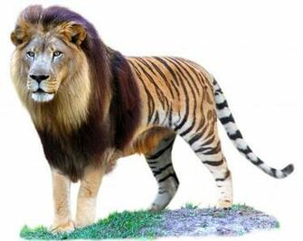 Liger Wallpaper On