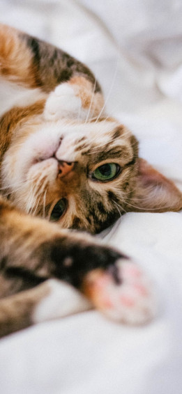 Cute Cat Wallpaper iPhone