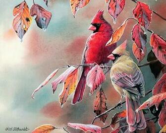 Cardinal Photo Information Facts Wallpaper Bird Pictures Snow