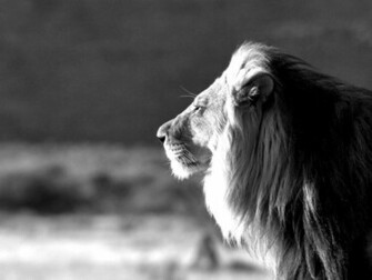 Jungle King Lion Black And White Wallpaper