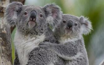 Koala Baby H Wallpaper